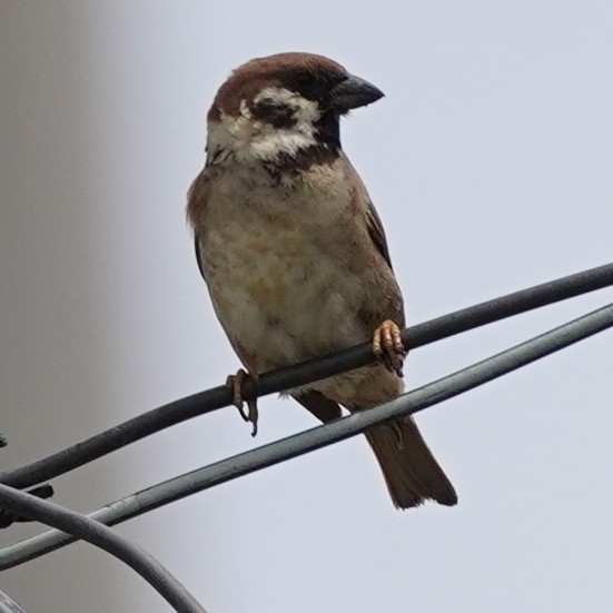 Eurasian Tree Sparrow - ML620478431