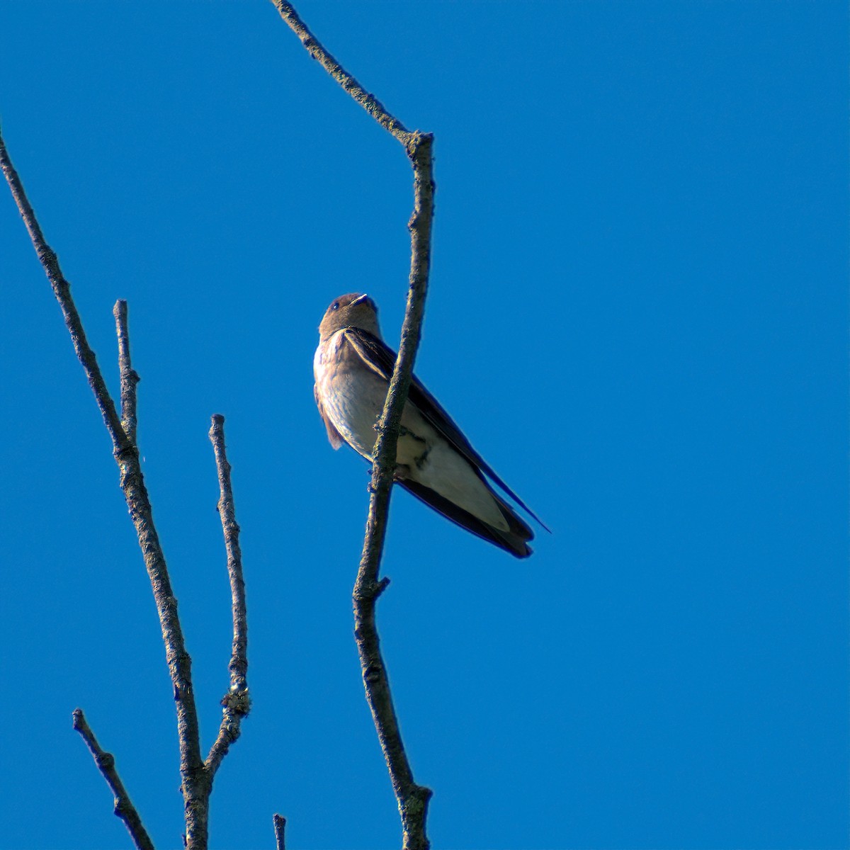 Northern Rough-winged Swallow - ML620478433