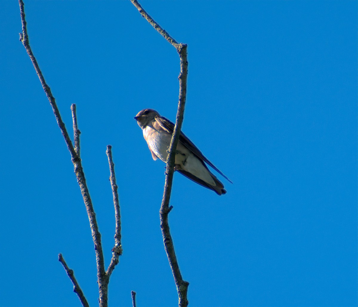 Northern Rough-winged Swallow - ML620478435
