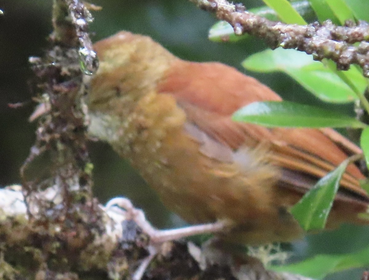 Ruddy Treerunner - ML620478439