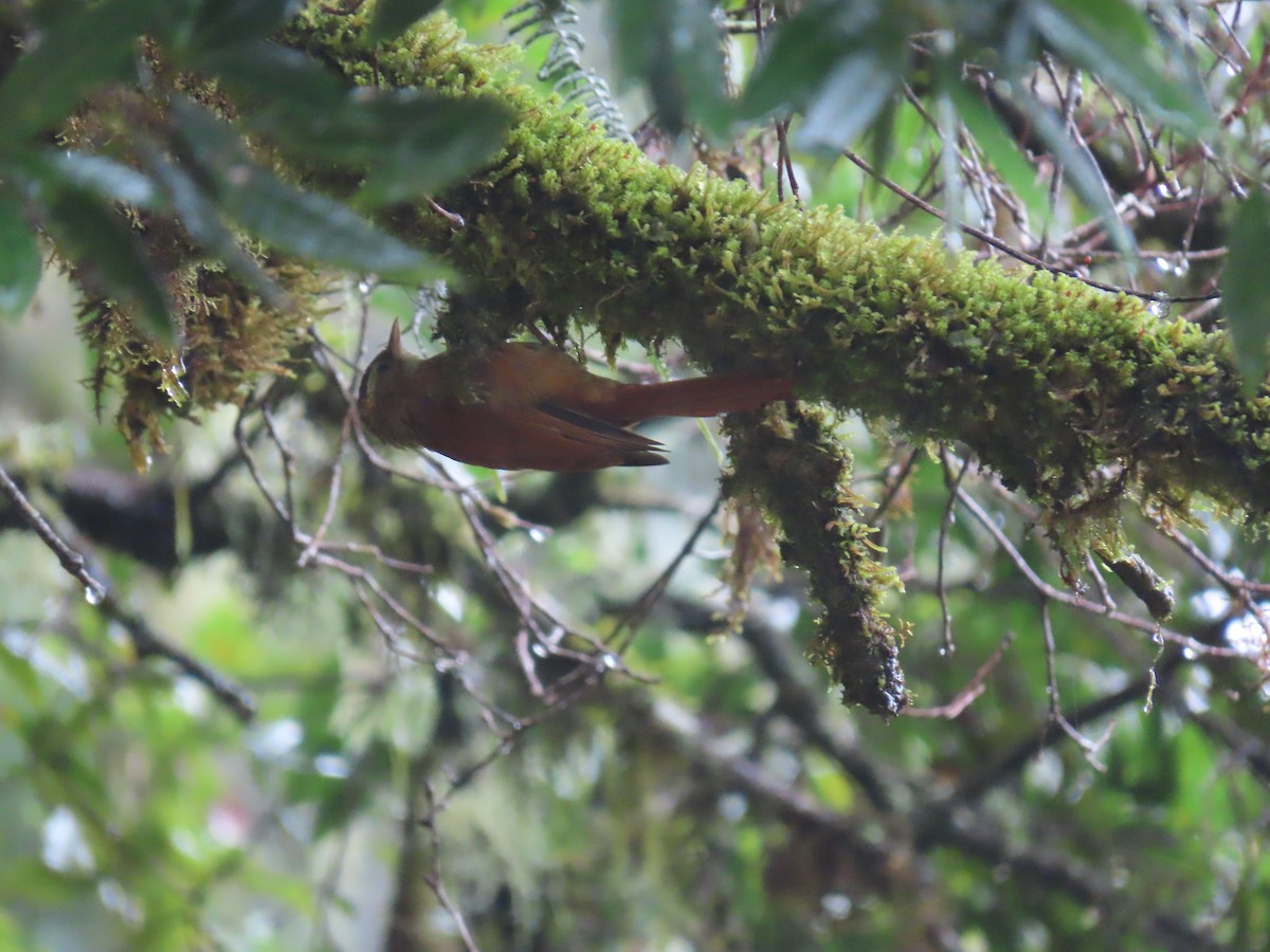 Ruddy Treerunner - ML620478441