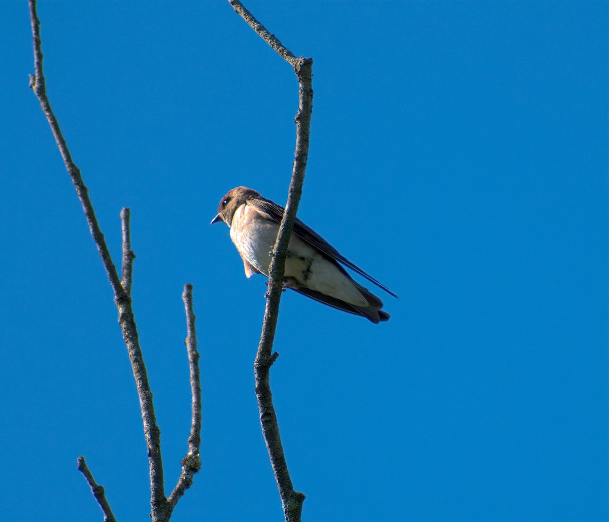 Northern Rough-winged Swallow - ML620478443