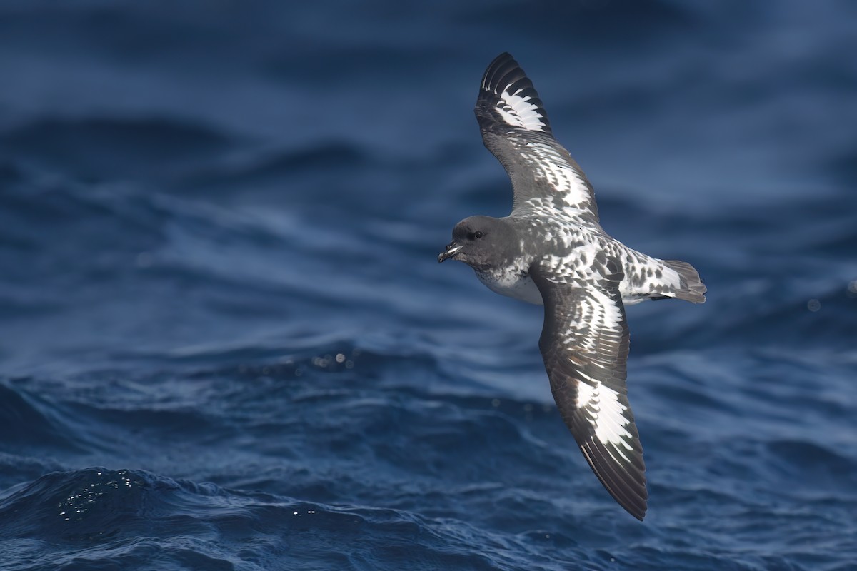 Cape Petrel - ML620478445