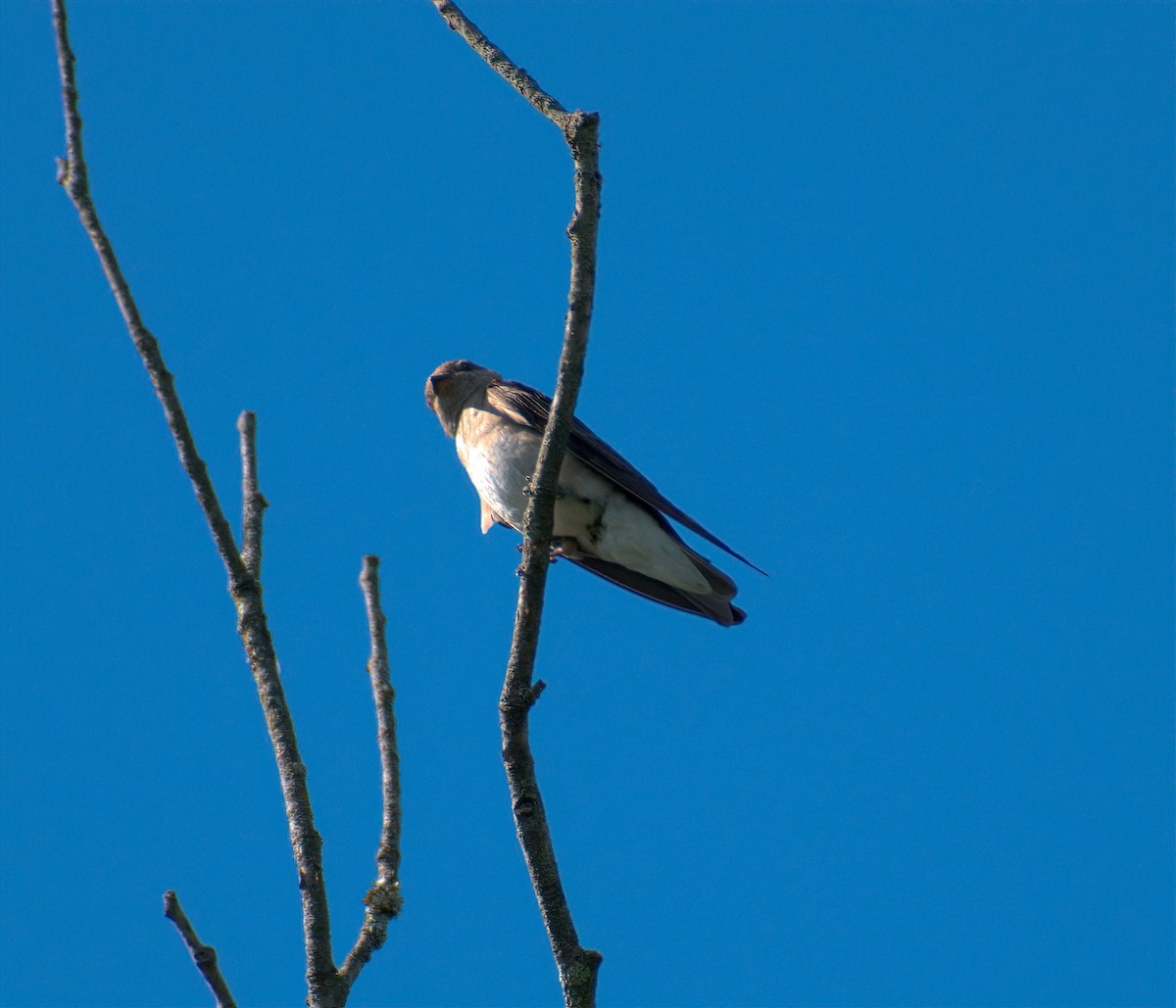 Golondrina Aserrada - ML620478454