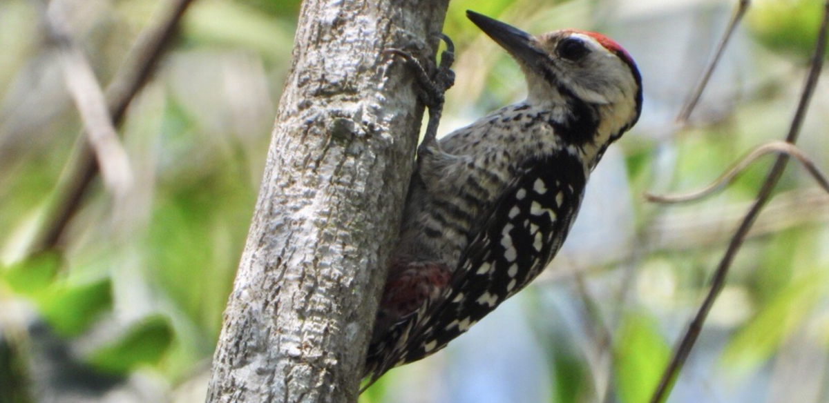 Freckle-breasted Woodpecker - ML620478455
