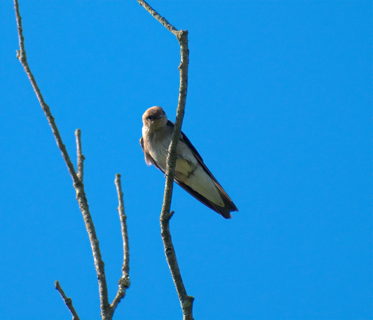 Golondrina Aserrada - ML620478457