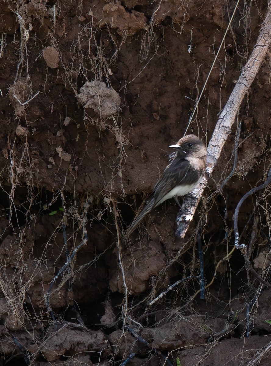 Black Phoebe - ML620478459