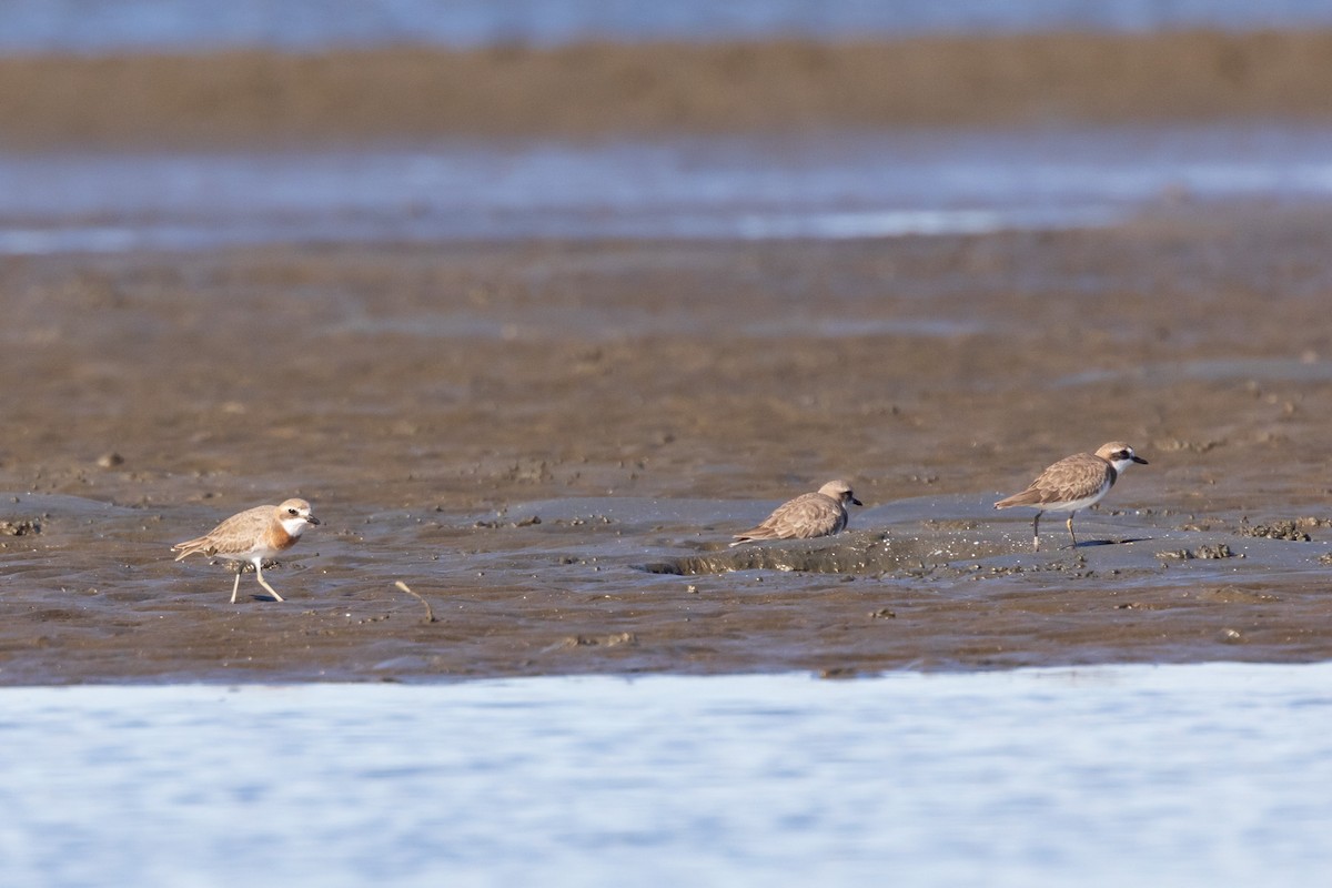 Siberian Sand-Plover - ML620478460