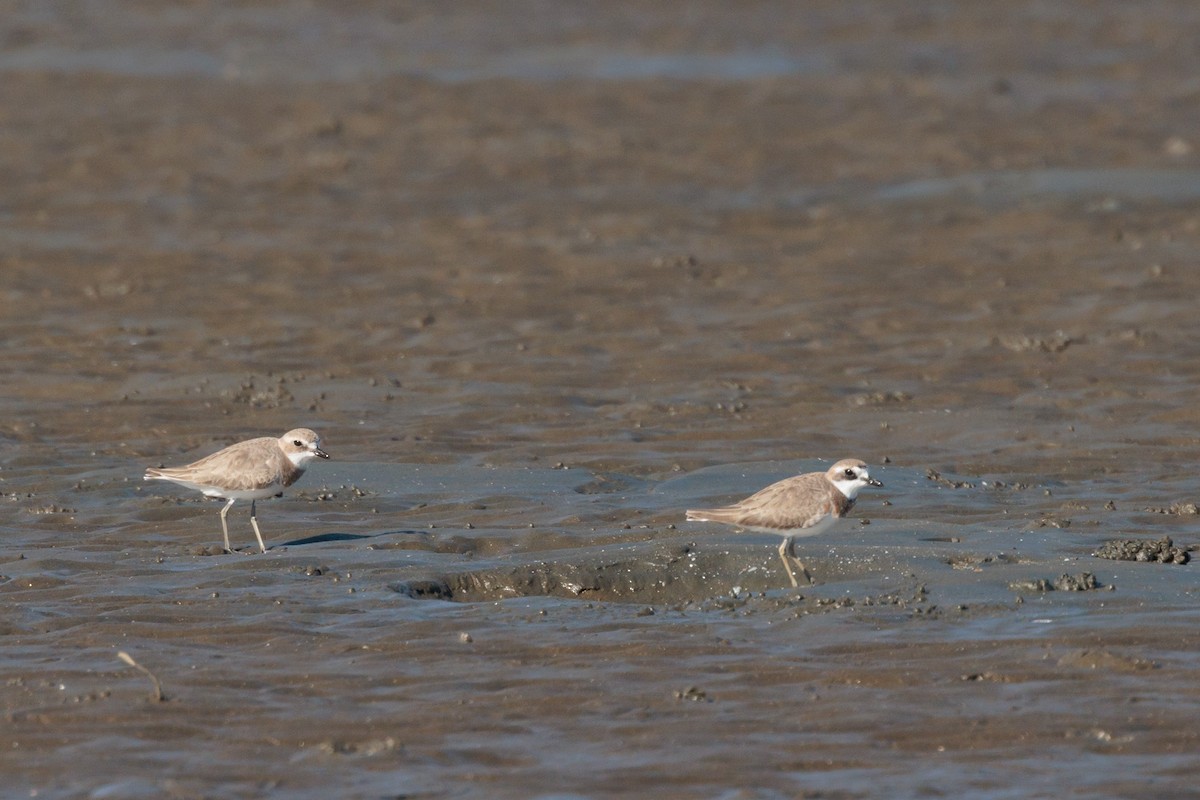 Siberian Sand-Plover - ML620478461