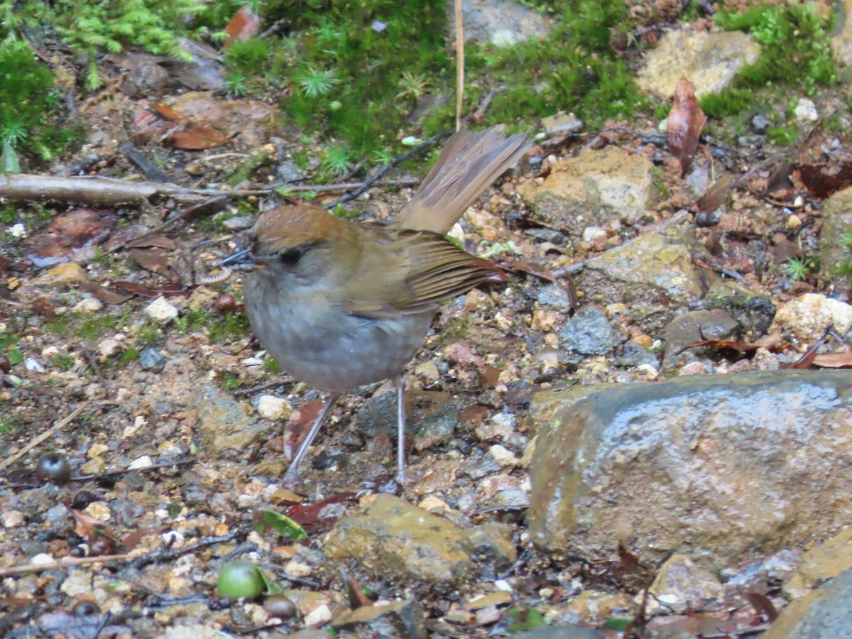 Ruddy-capped Nightingale-Thrush - ML620478463