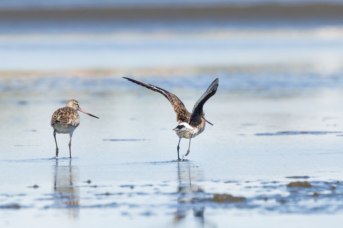 Hudsonian Godwit - ML620478466