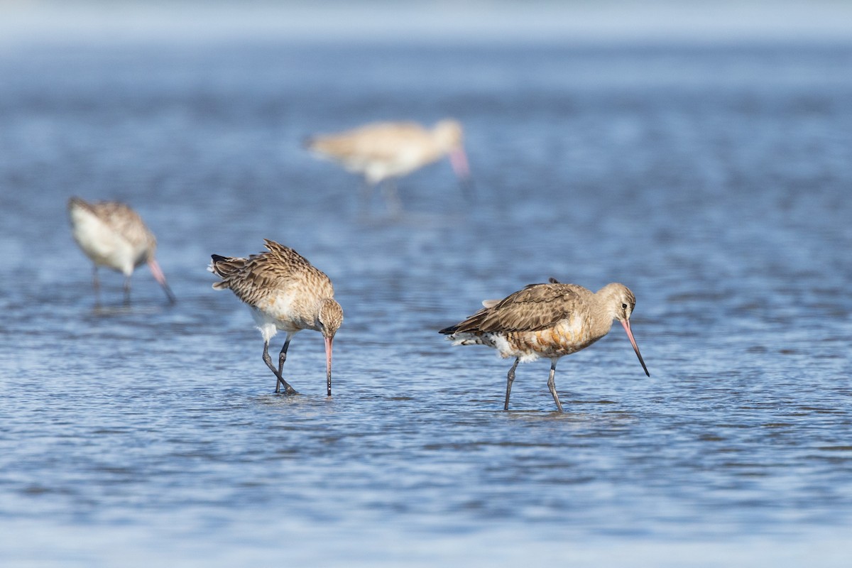 Hudsonian Godwit - ML620478467