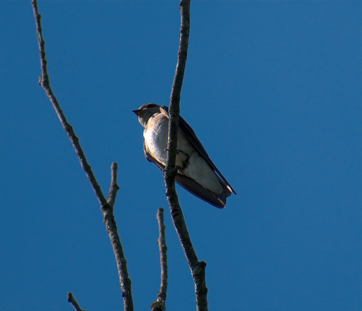 Northern Rough-winged Swallow - ML620478468
