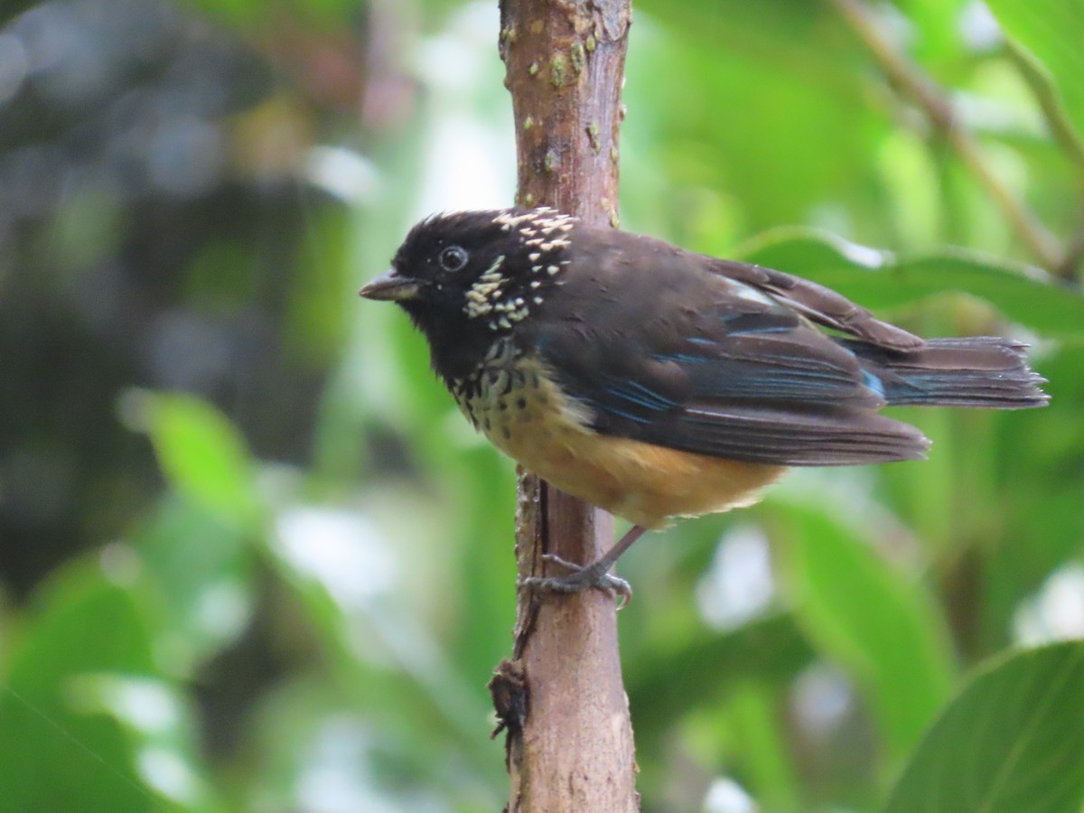 Spangle-cheeked Tanager - ML620478469