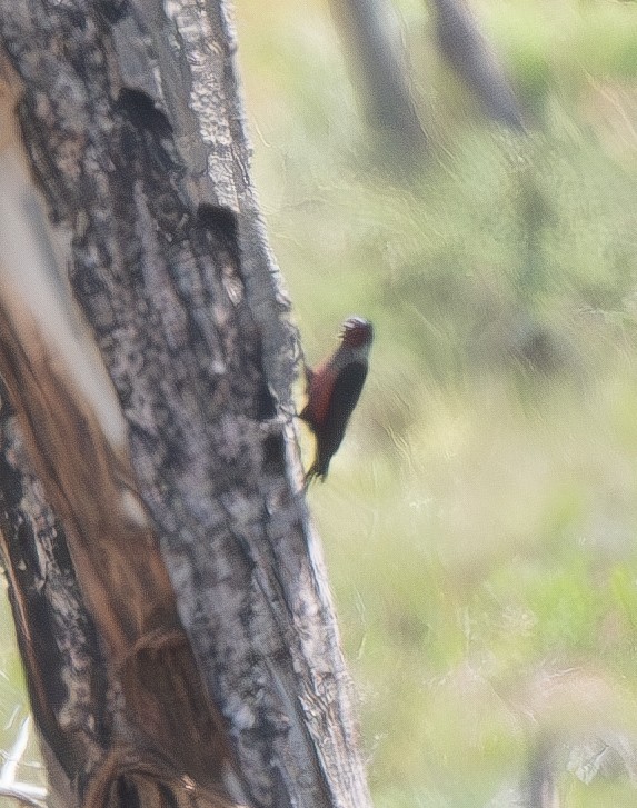 Lewis's Woodpecker - ML620478470