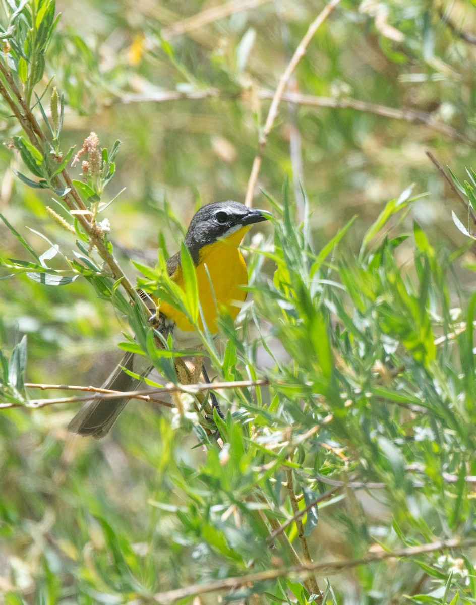Yellow-breasted Chat - ML620478473