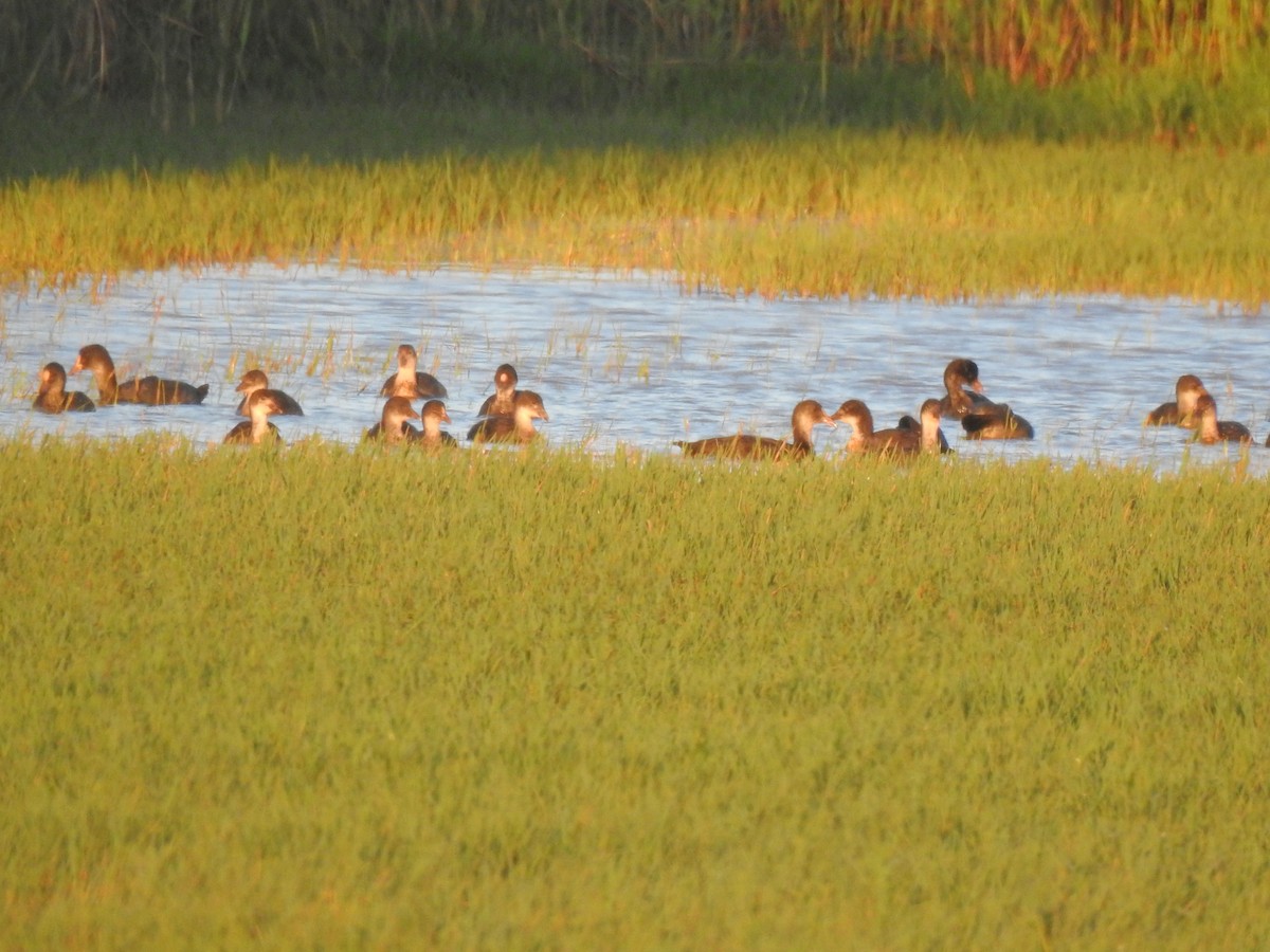 Eurasian Coot - ML620478474