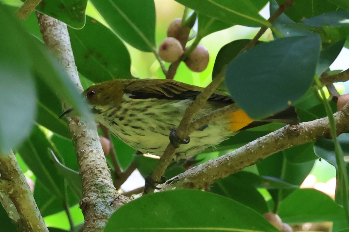 Yellow-vented Flowerpecker - ML620478478