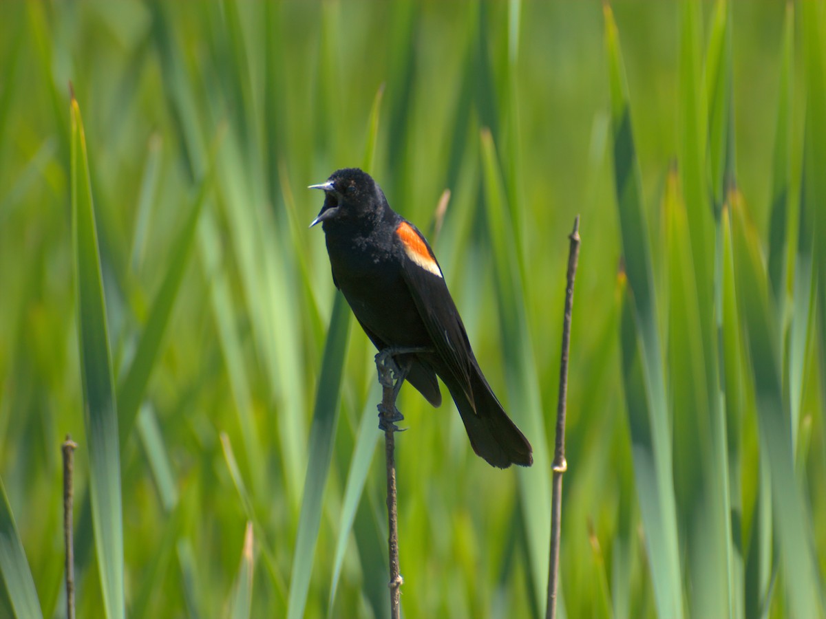 Red-winged Blackbird - ML620478481