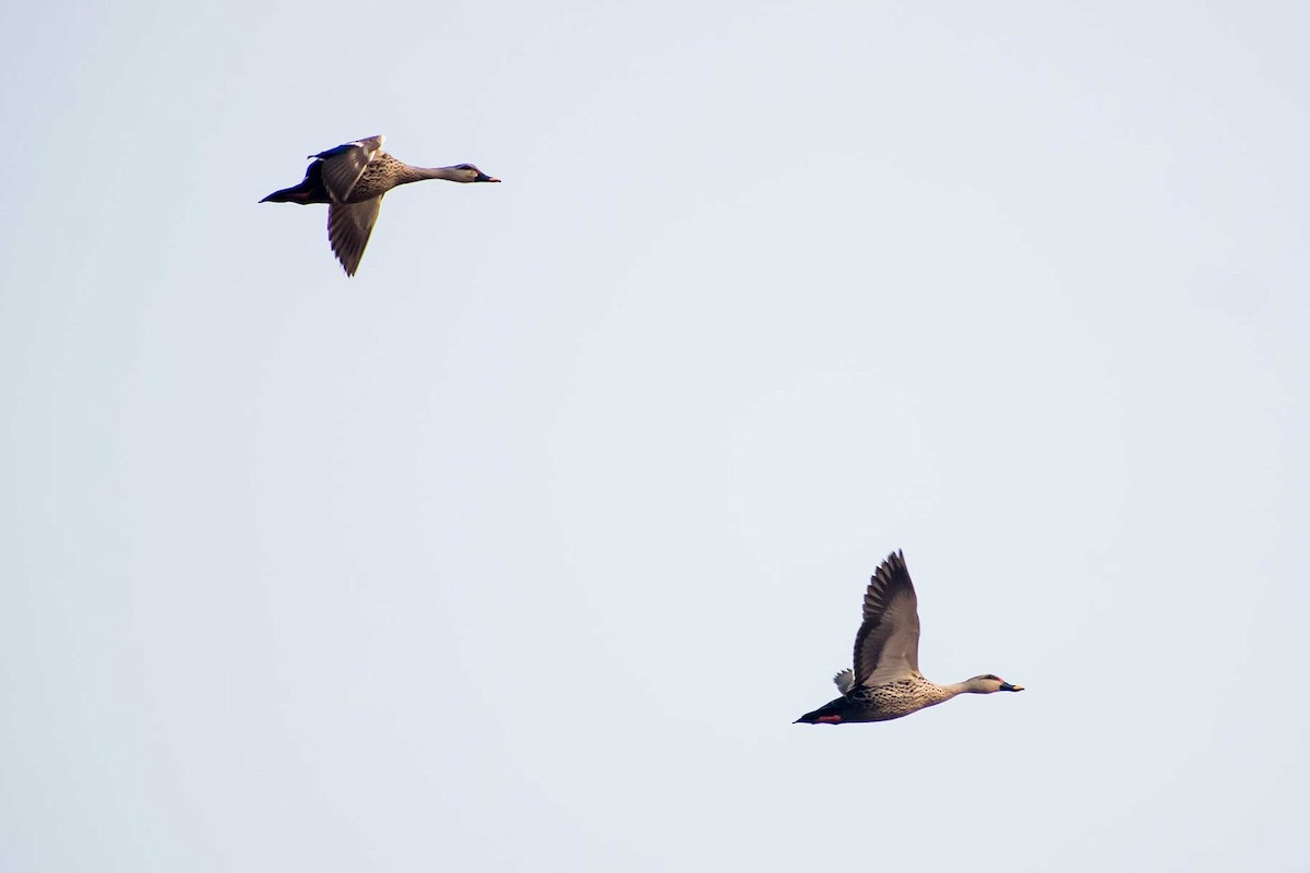 Indian Spot-billed Duck - ML620478485