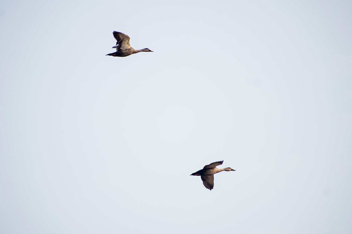 Indian Spot-billed Duck - ML620478486