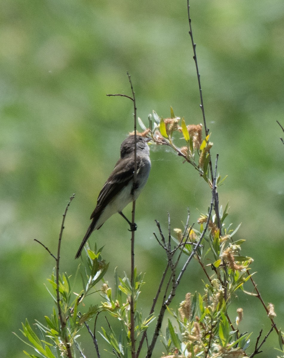 Willow Flycatcher - ML620478488