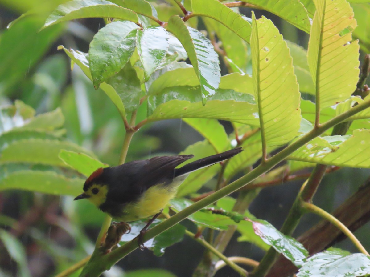 Collared Redstart - ML620478490