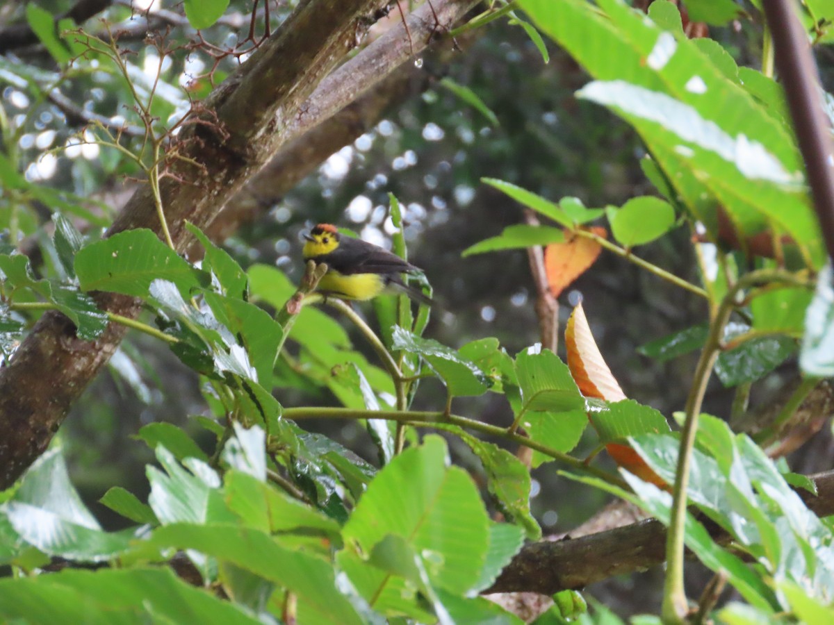 Collared Redstart - ML620478491