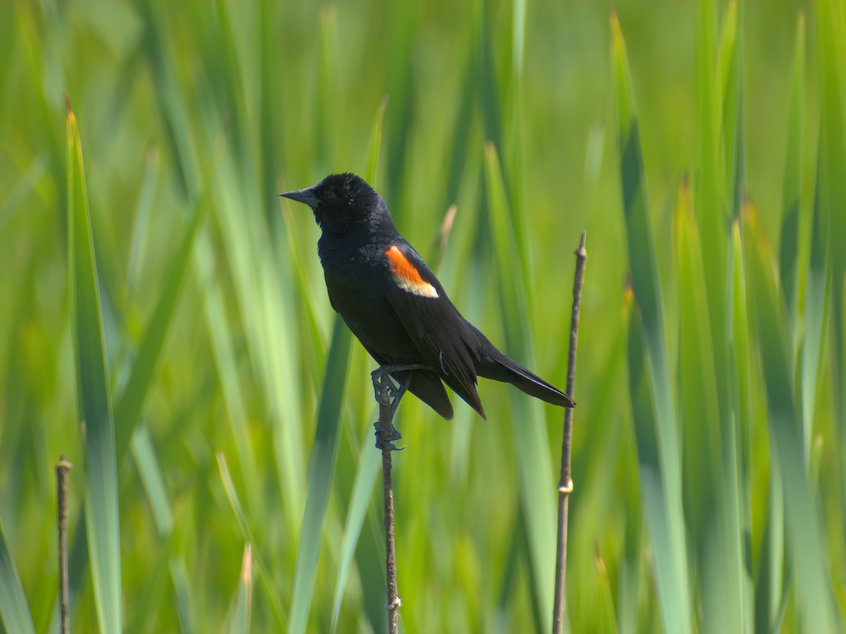 Red-winged Blackbird - ML620478492