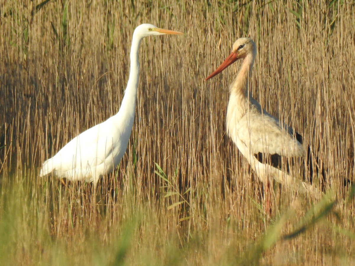 Great Egret - ML620478499