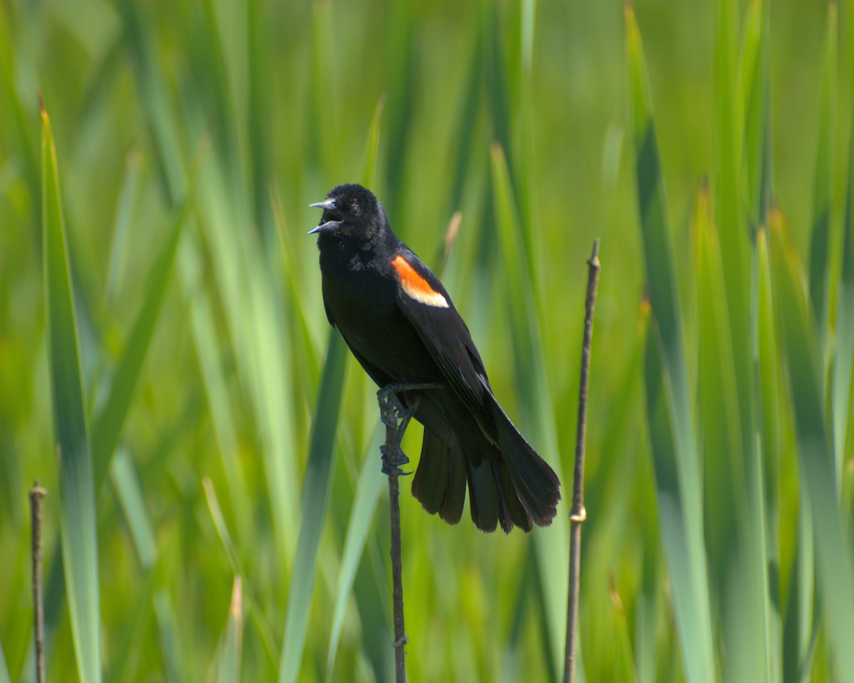 Red-winged Blackbird - ML620478500