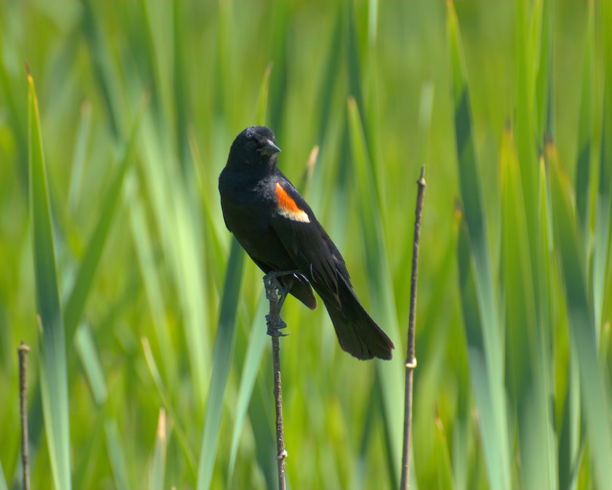 Red-winged Blackbird - ML620478503