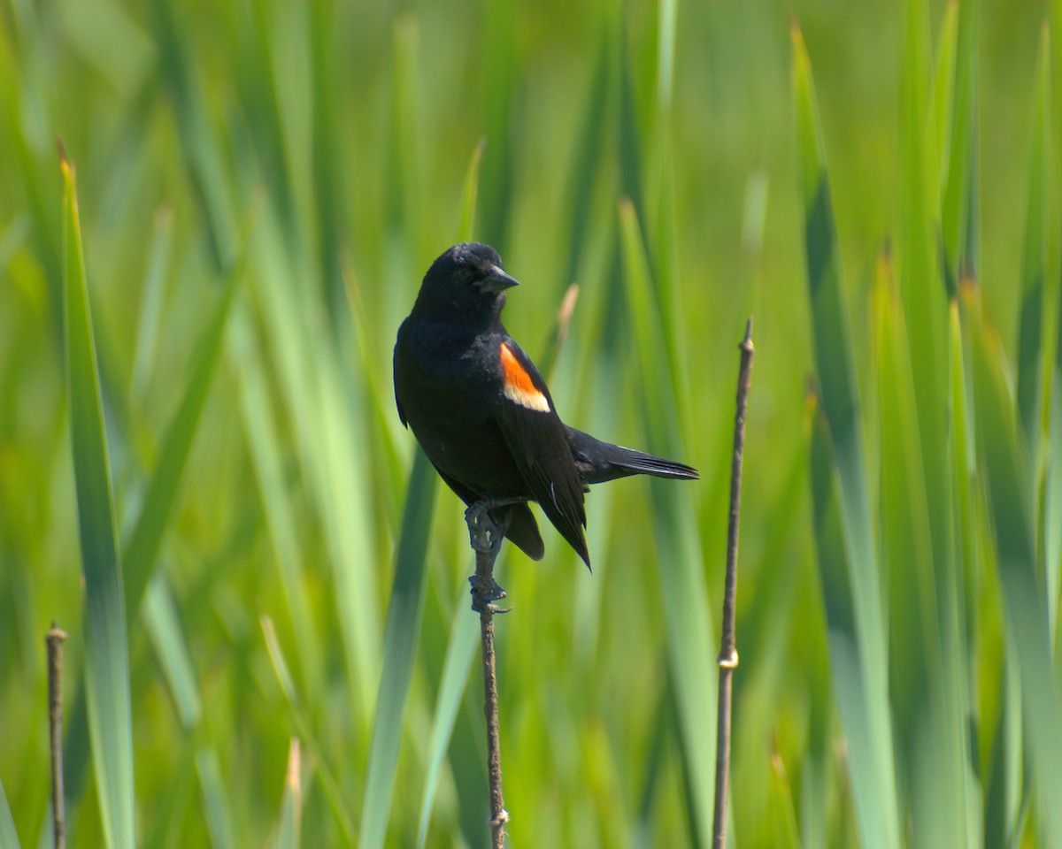 Red-winged Blackbird - ML620478506