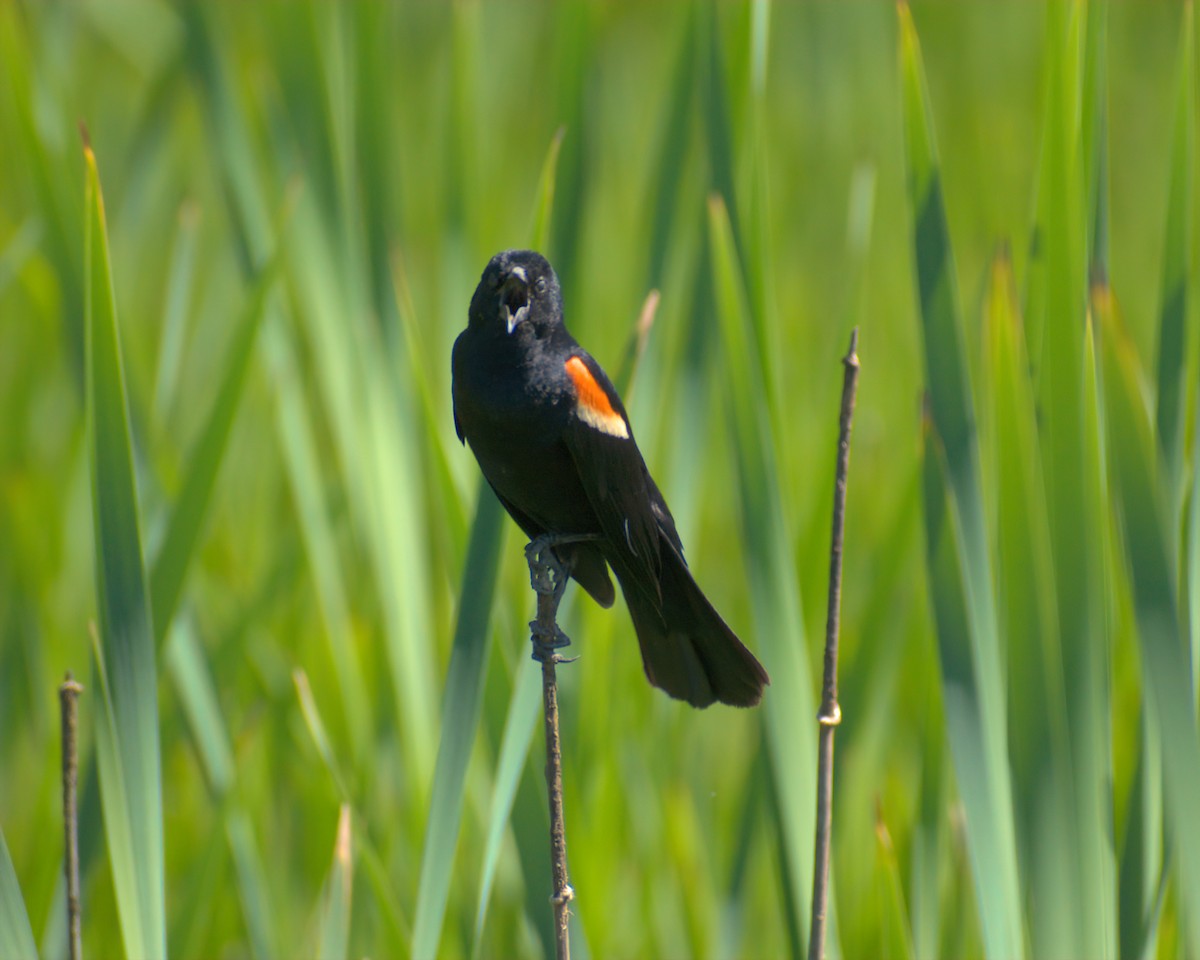 Red-winged Blackbird - ML620478507