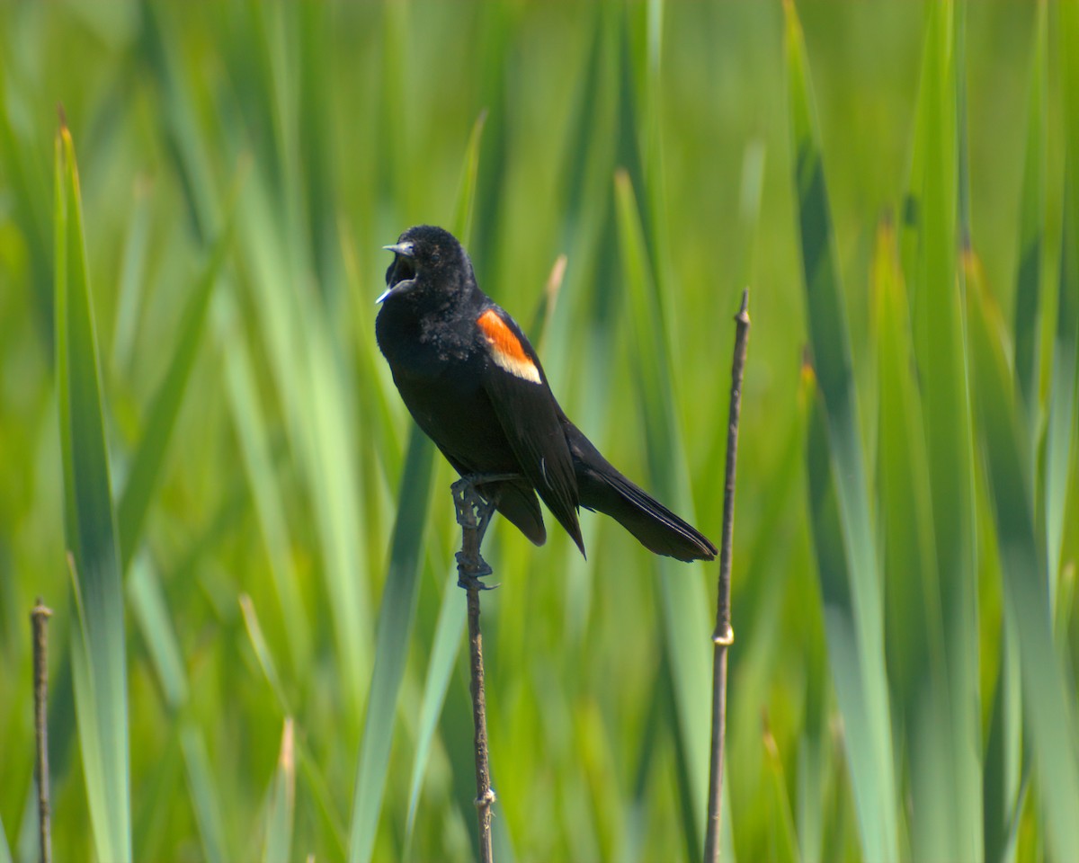 Red-winged Blackbird - ML620478509