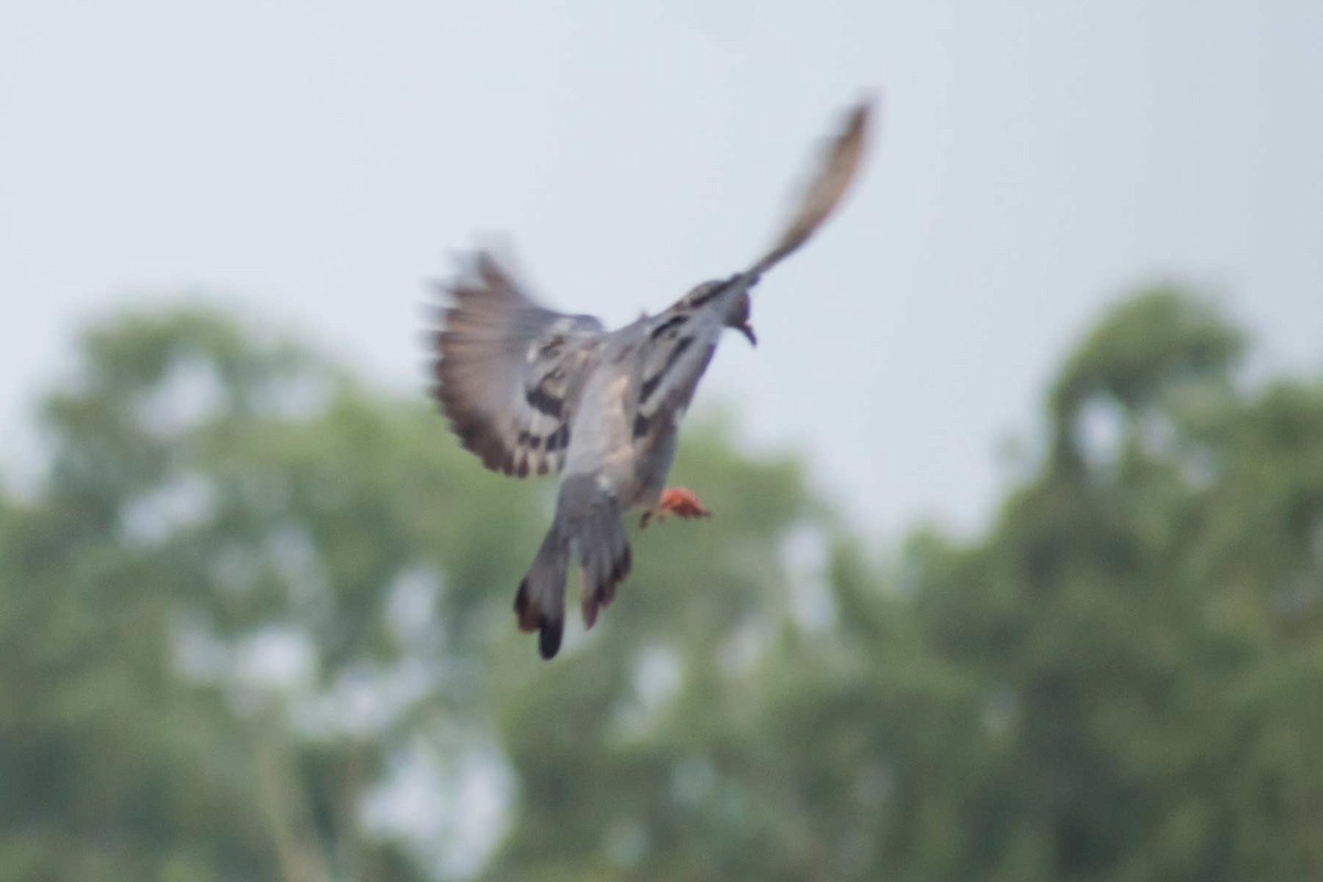 Rock Pigeon (Feral Pigeon) - ML620478512