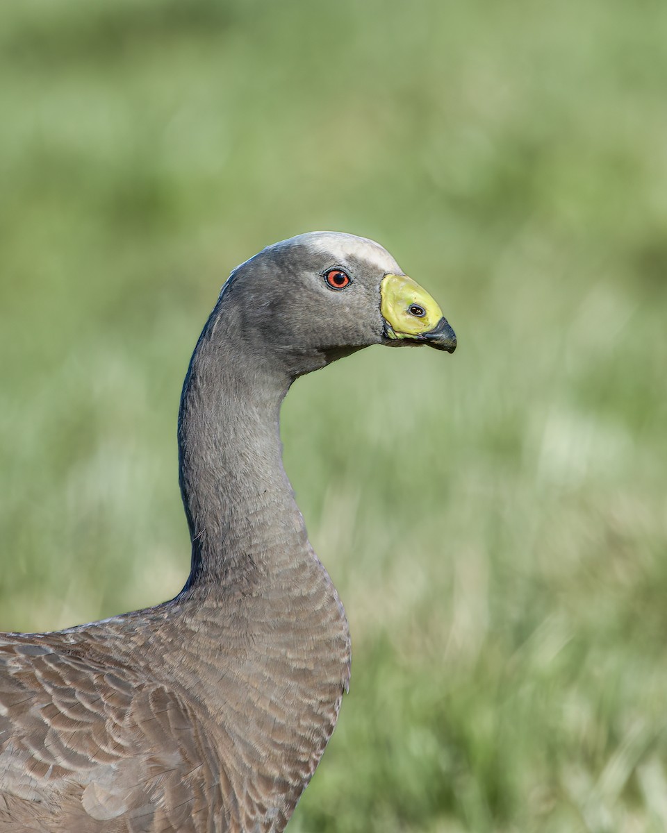 Cape Barren Goose - ML620478513