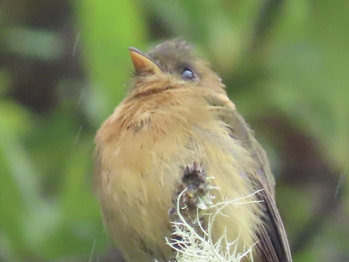 Tufted Flycatcher - ML620478515