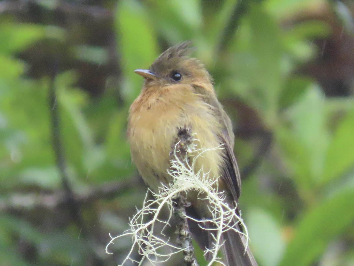 Tufted Flycatcher - ML620478516