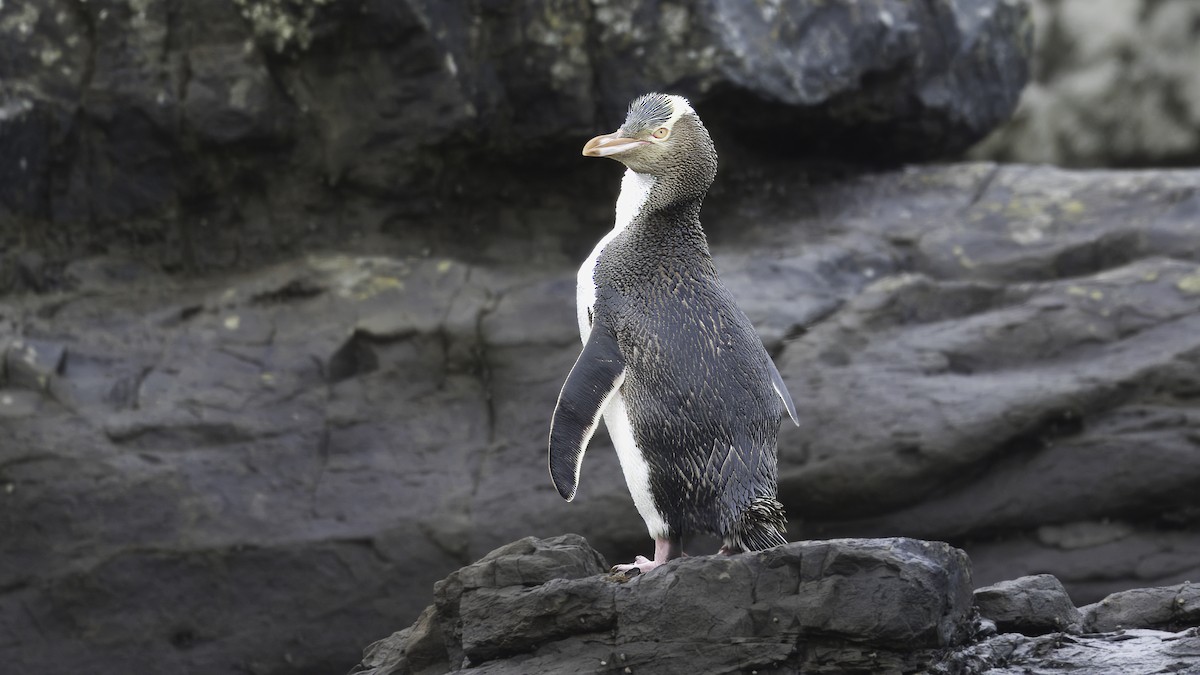 Yellow-eyed Penguin - ML620478517