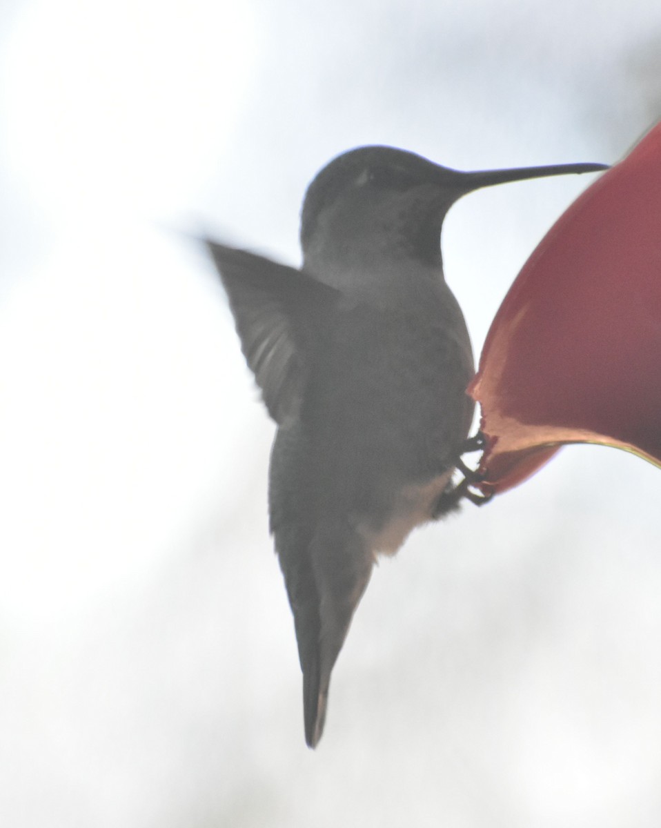 Anna's Hummingbird - ML620478522