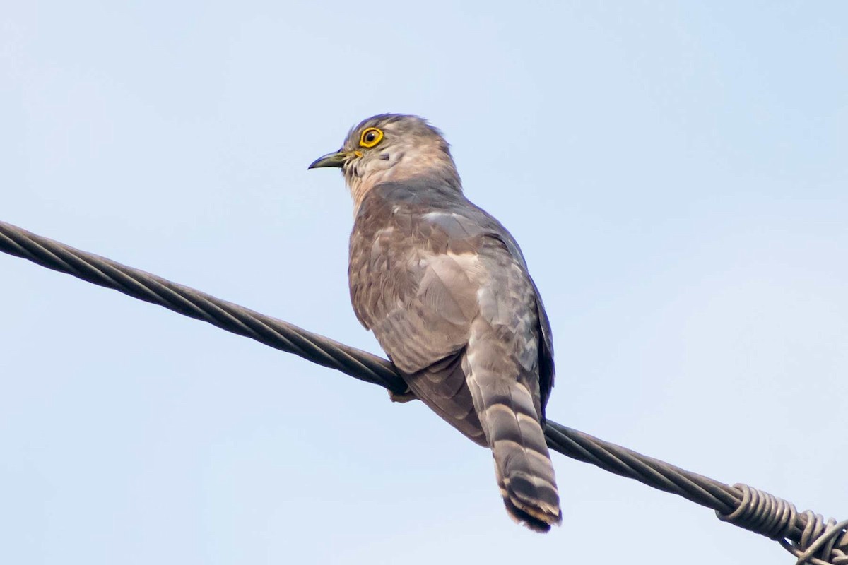 Common Hawk-Cuckoo - ML620478523