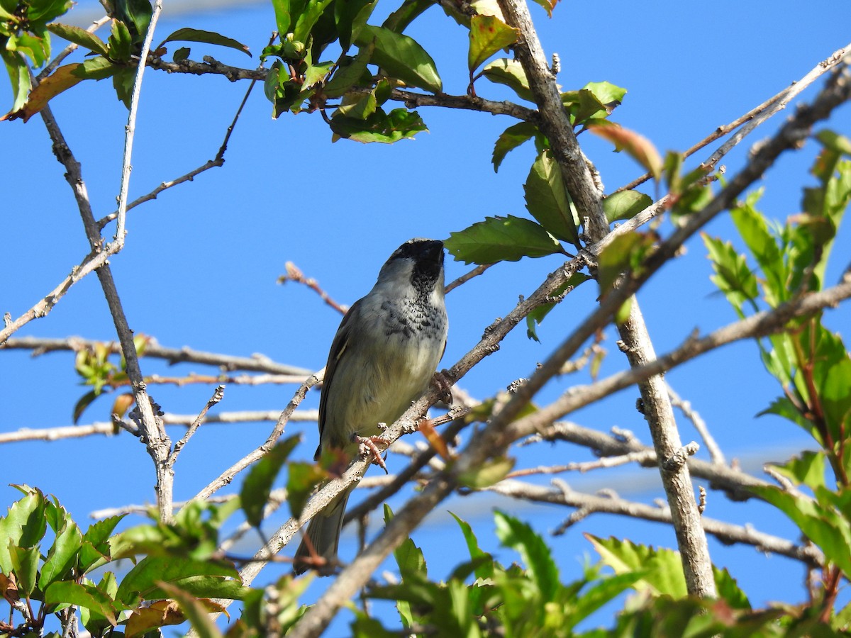 House Sparrow - ML620478524