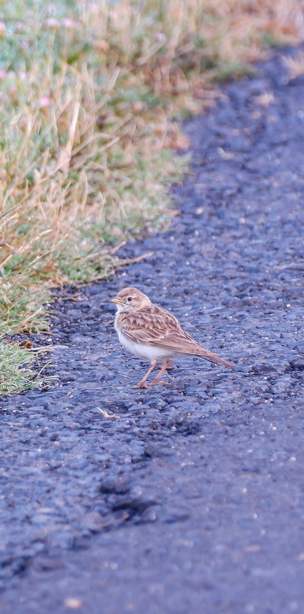 Greater Short-toed Lark - ML620478526