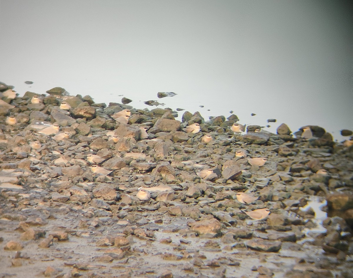 Small Pratincole - ML620478528