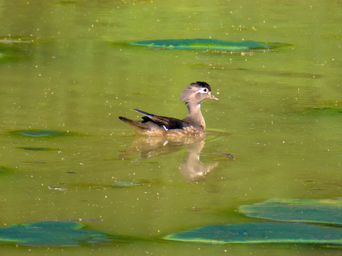 Wood Duck - ML620478529