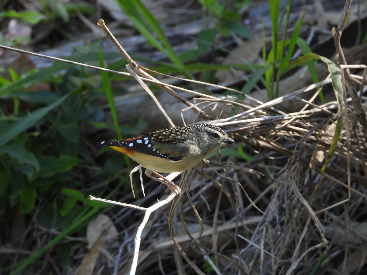 Spotted Pardalote - ML620478530