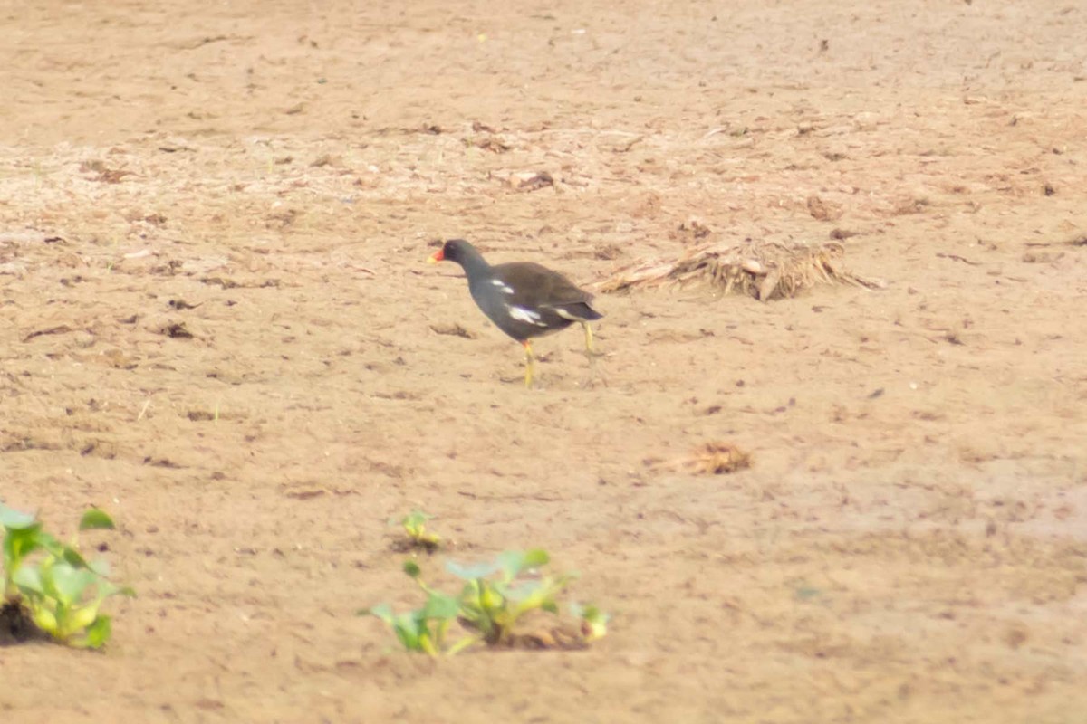 Eurasian Coot - Prem swaroop Kolluru