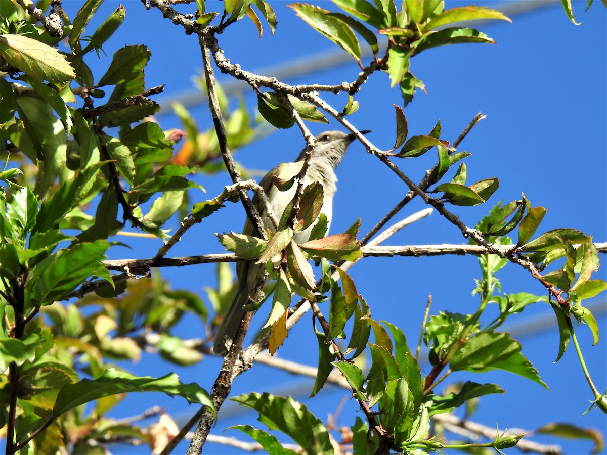 Brown Honeyeater - Monica Mesch