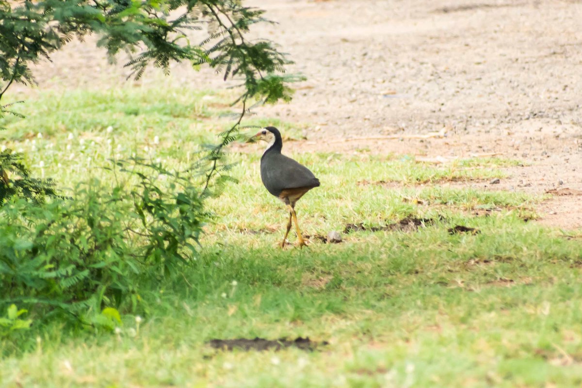 White-breasted Waterhen - ML620478539